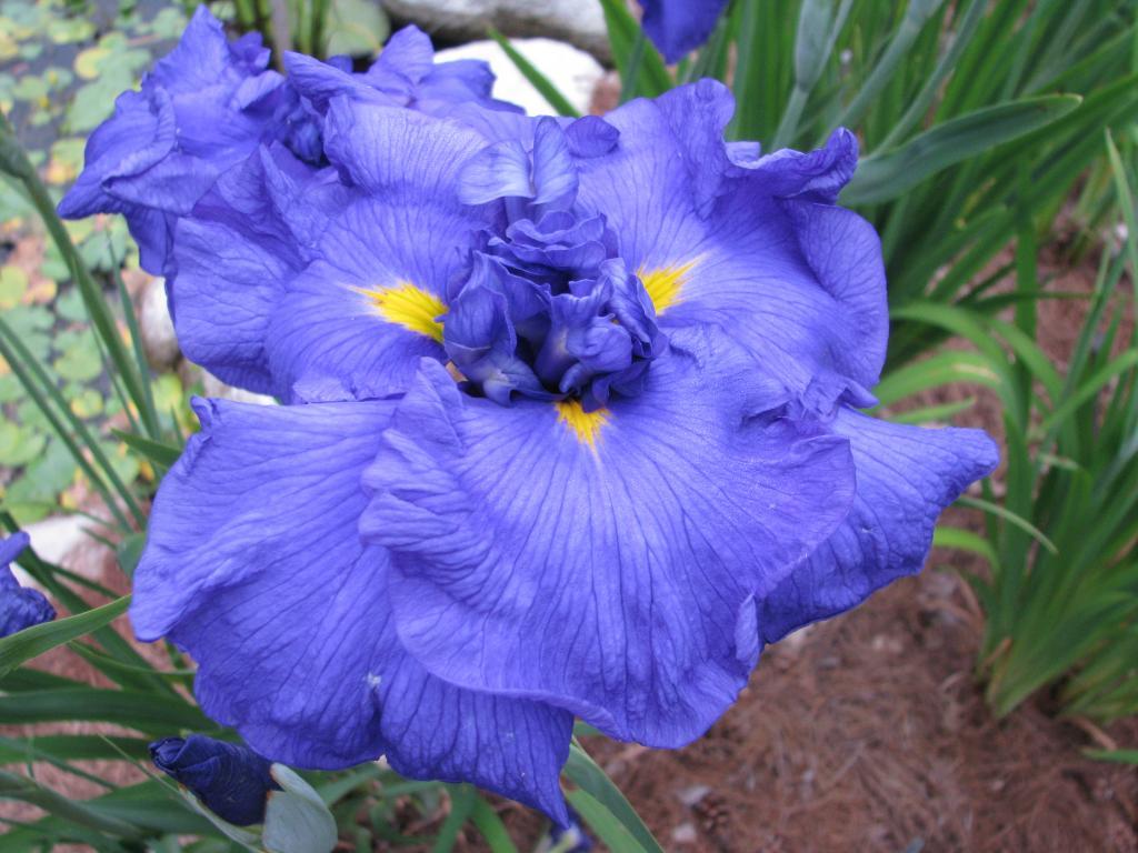 Blue Mandarin Harbour Breezes Daylilies and Japanese Iris at Jeddore